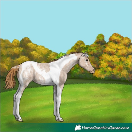 Horse Color:Blue Ice Roan Pearl Tobiano Appaloosa