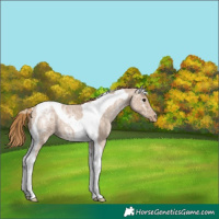 Horse Color:Blue Ice Roan Pearl Tobiano Appaloosa 