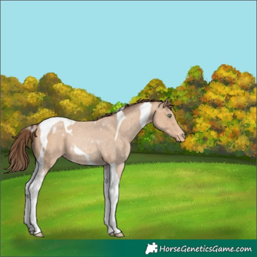 Horse Color:Amber Champagne Tobiano Varnish