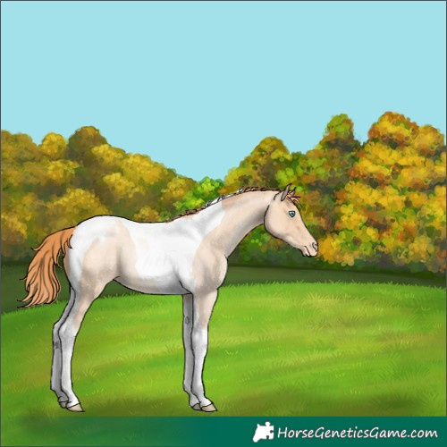 Horse Color:Amber Champagne Roan Pearl Tobiano Varnish
