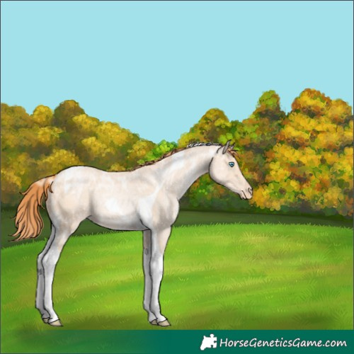 Horse Color:Amber Champagne Ice Pearl Tobiano Appaloosa