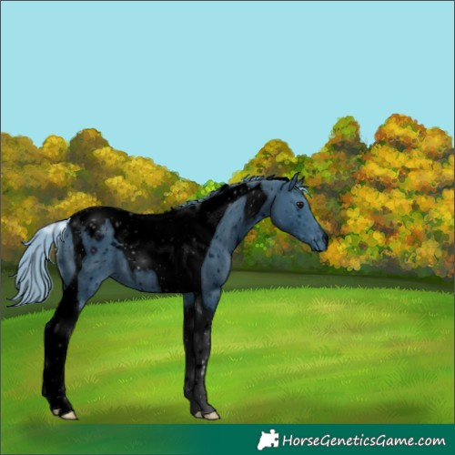 Horse Color:ERROR: UNKNOWN ANOMALY