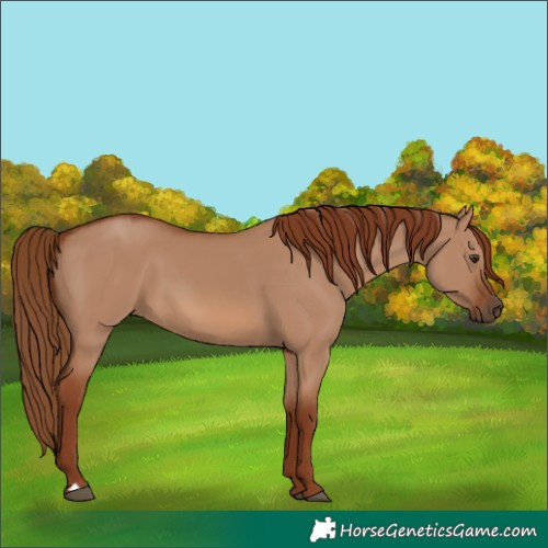 Horse Color:Red Dun