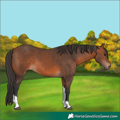 Horse Color:Bay Tobiano 