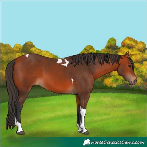 Horse Color:Bay Tobiano