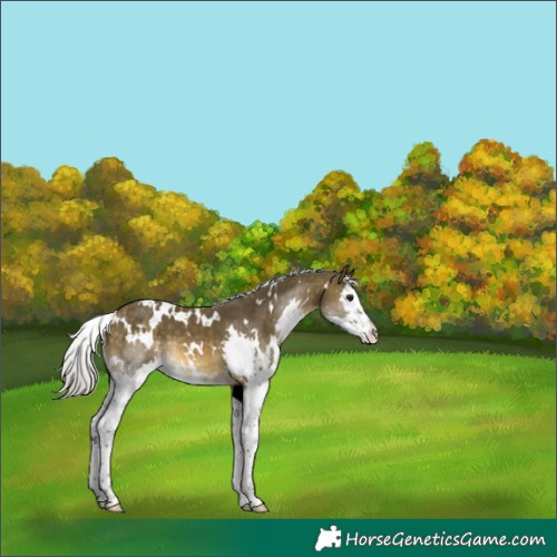 Horse Color:White Spotted Silver Buckskin Splash 