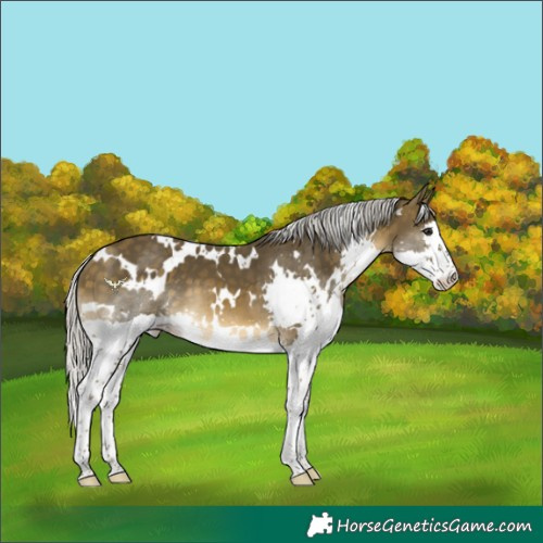 Horse Color:White Spotted Silver Buckskin Splash 