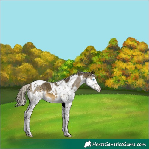 Horse Color:Silver Buckskin Splash Tobiano 