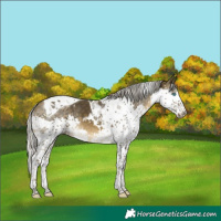 Horse Color:Silver Buckskin Splash Tobiano