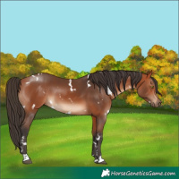 Horse Color:White Spotted Bay