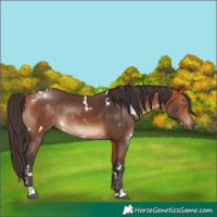 Horse Color:White Spotted Bay 