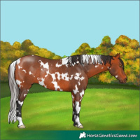 Horse Color:White Spotted Bay Rabicano 
