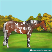 Horse Color:White Spotted Bay Rabicano 