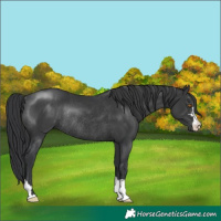 Horse Color:Black Rabicano 