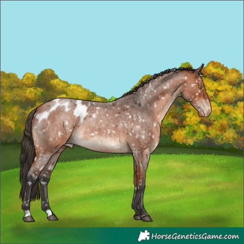 Horse Color:Bay Roan Appaloosa Rabicano 