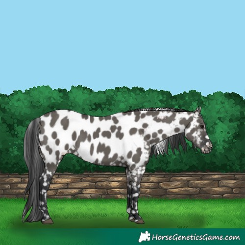 Horse Color:Grullo Appaloosa 
