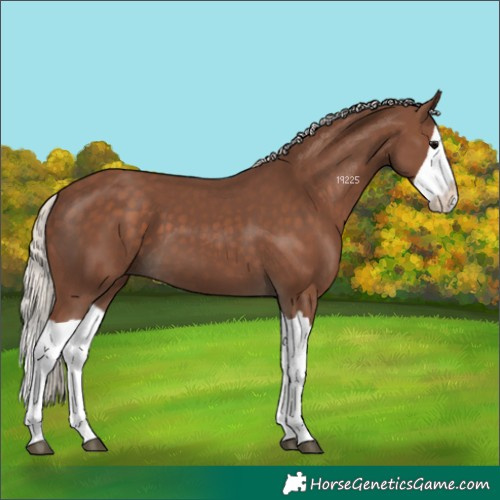 Horse Color:Silver Black Splash 