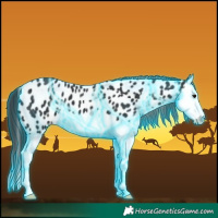 Horse Color:Thunderstruck Black Splash Near Leopard 