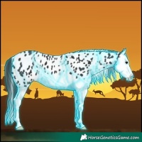 Horse Color:Thunderstruck Black Splash Appaloosa 