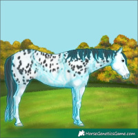 Horse Color:Thunderstruck Black Splash Appaloosa 