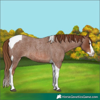 Horse Color:Red Roan Splash Tobiano