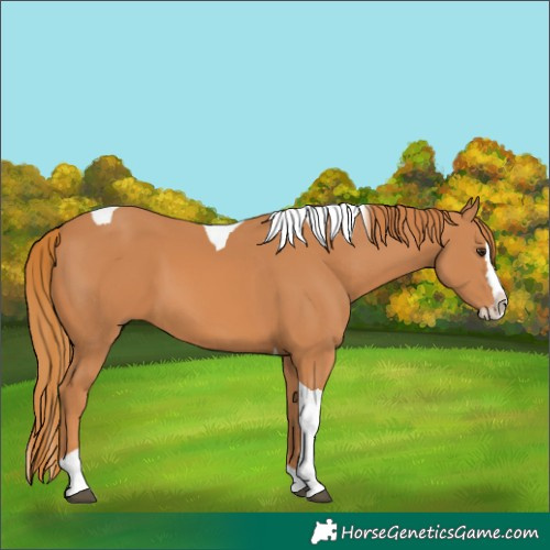 Horse Color:Chestnut Splash Tobiano
