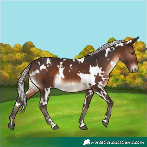 Horse Color:White Spotted Silver Brown 