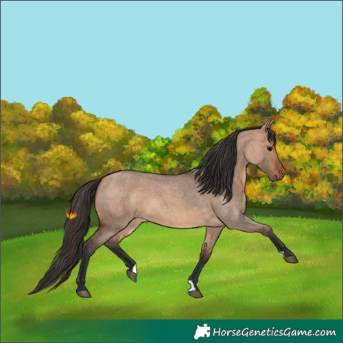 Horse Color:Bay Roan Dun 