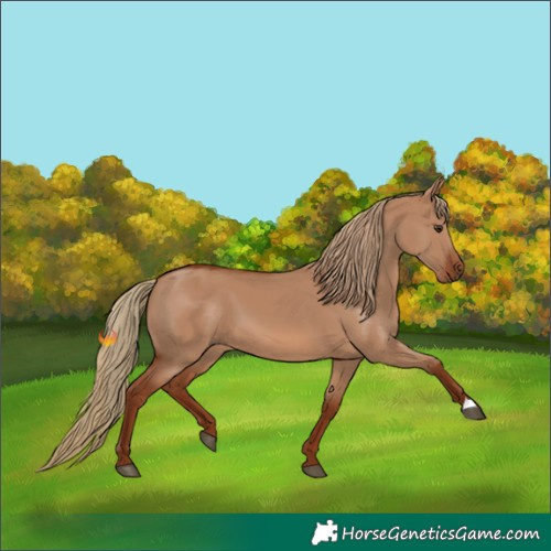 Horse Color:Red Dun 
