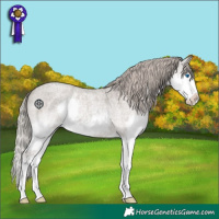Horse Color:Silver Grullo Roan Splash