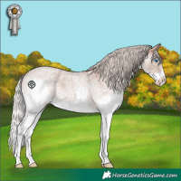 Horse Color:Silver Grullo Roan Splash 