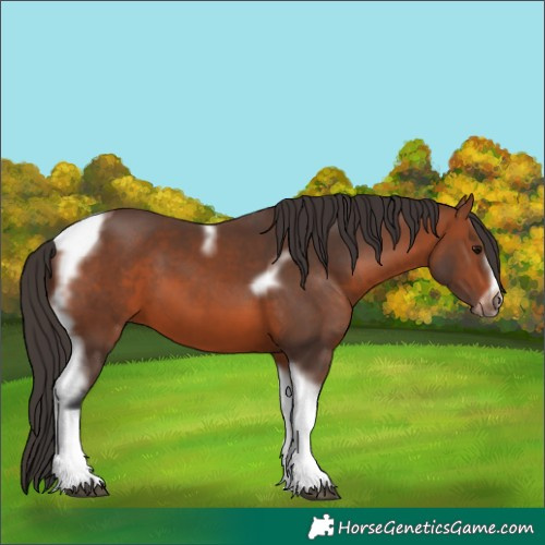 Horse Color:Bay Tobiano Frame