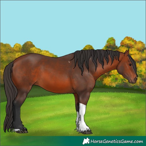 Horse Color:Bay Tobiano 