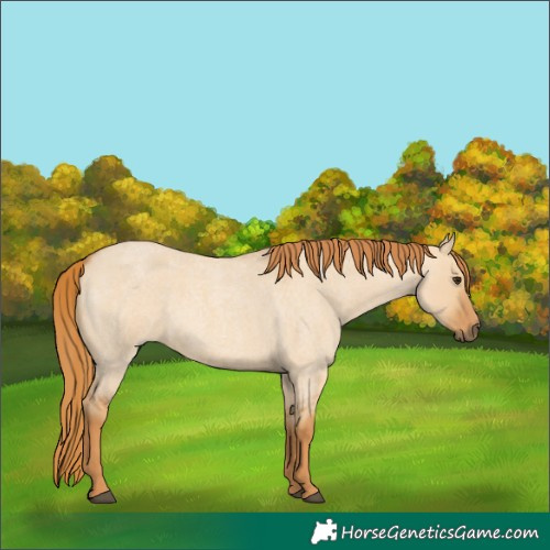 Horse Color:Red Dun Roan 