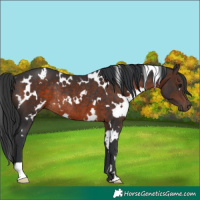 Horse Color:White Spotted Brown Rabicano
