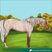 Horse Color:Silver Bay Roan 