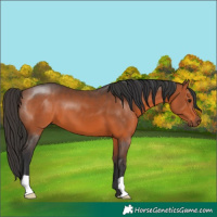 Horse Color:Bay 