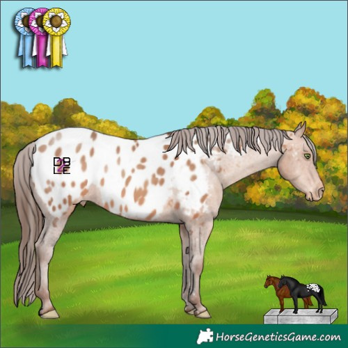 Horse Color:Amber Champagne Appaloosa 