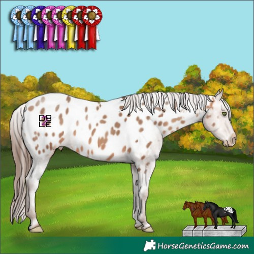 Horse Color:Amber Champagne Appaloosa 