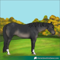 Horse Color:Black 