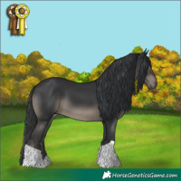 Horse Color:Black 
