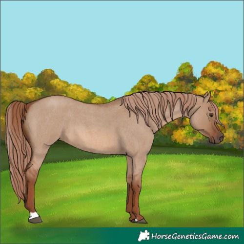 Horse Color:Red Dun Roan 