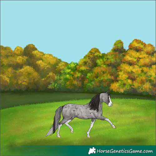 Horse Color:Liver Red Roan Splash 