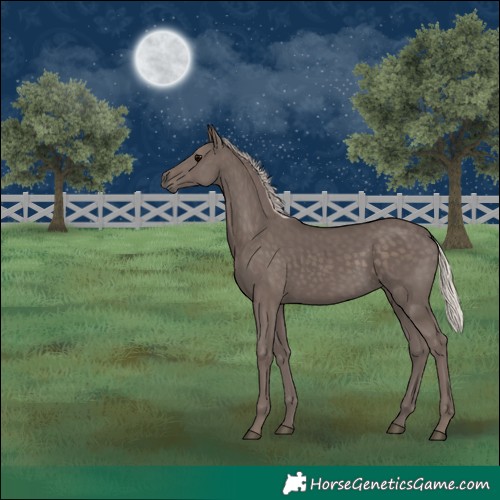 Horse Color:Silver Black 