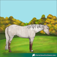 Horse Color:White Spotted Silver Grullo Roan Rabicano 