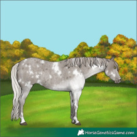 Horse Color:White Spotted Silver Grullo Roan Rabicano 
