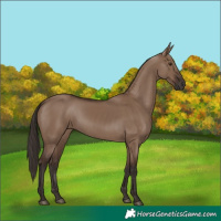 Horse Color:Liver Red Dun 