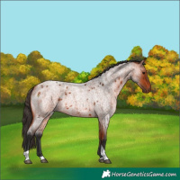 Horse Color:Bay Roan Tobiano 