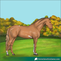 Horse Color:Chestnut Tobiano