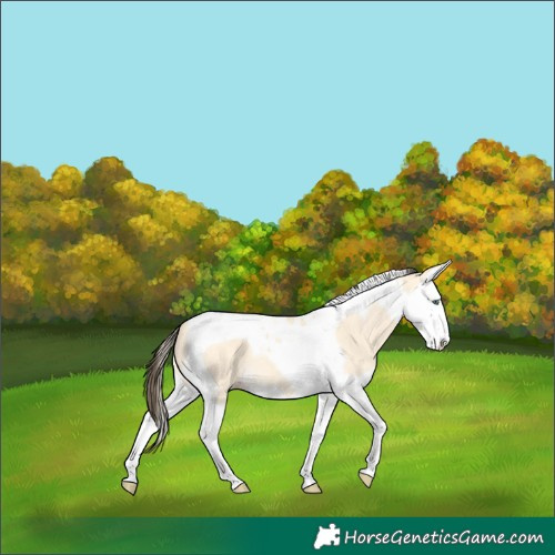 Horse Color:Amber Cream Champagne Dun Splash Tobiano